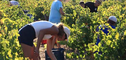 Wine grapes harvest